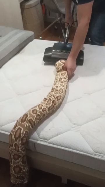 химчистка мягкой змеи