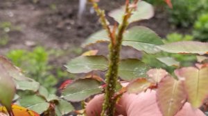 Ужас на розы напала тля