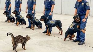 КОГДА КОТ В ДОМЕ ХОЗЯИН. САМЫЕ СМЕШНЫЕ МОМЕНТЫ С КОШКАМИ 2026