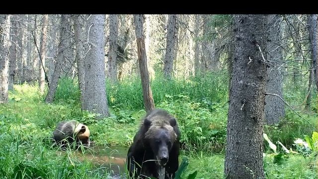 Бурый медведь и медвежонок купаются