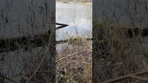 🌲🌲🔥ЛЕСНОЕ ОЗЕРО🔥🌲🌲
 часть 2🏞️👈
 ...траффик в неизвестность...🐾🐾🐾