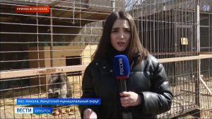 В Сибирском зоопарке выхаживают медвежонка, которого нашли на трассе в Братском районе