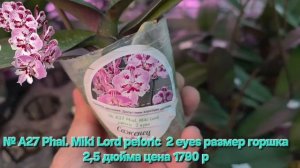 № А27 Phal. Miki Lord peloric  2 eyes размер горшка 2,5 дюйма