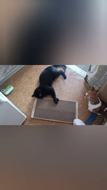 Новая когтеточка - радостный кот!😻