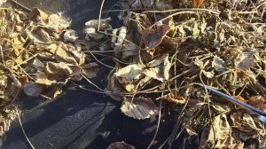 Убираю прошлогодние листья у клубники