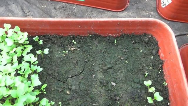 Из 8 сортов капусты взошло только 2! Придется сеять еще раз! 13.04.2026.