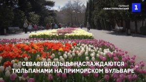 Севастопольцы наслаждаются тюльпанами на Приморском бульваре