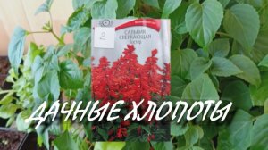 Обзор рассады от Михалыча