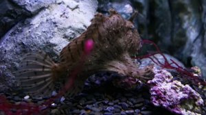 ОкеанариУМные решения: что изменится в экспозициях в ближайшем будущем?