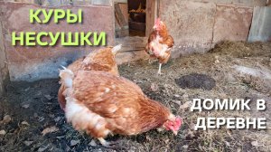 Жизнь в деревне Как влияют температурные качели на яйценоскость у кур-несушек