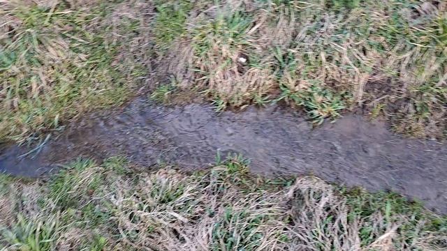 Ручей и пролески.mp4