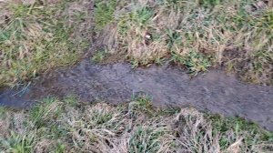 Ручей и пролески.mp4