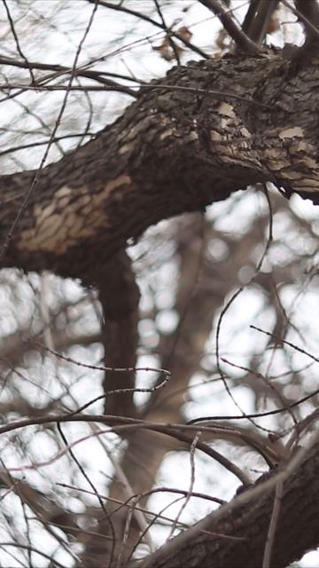 Гелиос-40 1.5/85 и примеры видео #гелиос #гелиос40 #гелиос-40 #85mm #canon #canon5dmarkiii