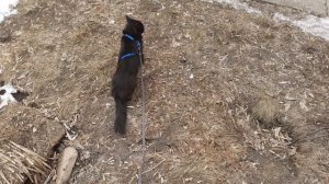 Решил Мишка голубей погонять.