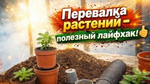 Лёгкая перевалка растений- полезный лайфхак!