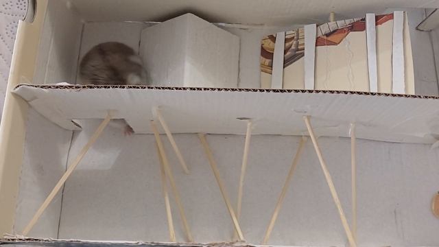 лабиринт для хомяка в каробке из под обуви