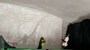 Австралийская пегая