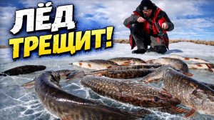 ЛЁД ТРЕЩИТ ОТ ТАКОГО КЛЁВА! РЫБАЛКА В АПРЕЛЕ СО ЛЬДА В ХАНТАХ!