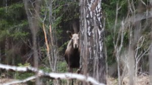 Сказовский лось.