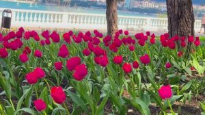 Геленджик. Апрель 2026. Тюльпаны.
