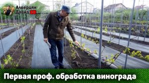 План работ на винограднике в мае (01.05.2024) (Видеоблог Давида Алверцяна)