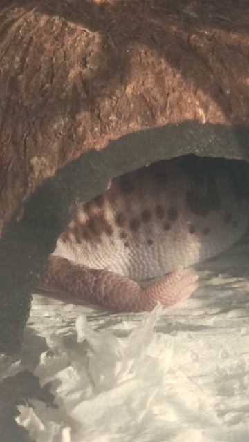 Гемитеконикс Глаша.