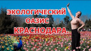 ЗЕЛЁНЫЙ ОАЗИС ПОСРЕДИ ГОРОДА.ПАВЛИНЫ ,ТЮЛЬПАНЫ, БЫВШЕЕ ОЗЕРО. БОТАНИЧЕСКИЙ САД  В КРАСНОДАРЕ.🍀🌿🌹