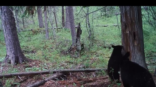 Медвежонок покорил дерево в дремучем лесу