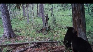 Медвежонок покорил дерево в дремучем лесу