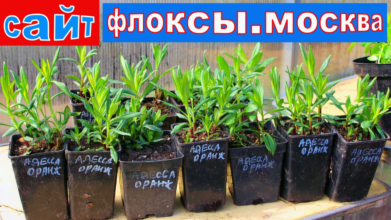 СУПЕРСАЖЕНЕЦ за 2000р.  КОРОЛь ЦВЕТОВ ФЛОКС-питомник, саженцы