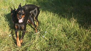 порода доберман собака доберман взрослый доберман