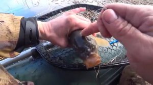 КИНУЛ В ЛУЖУ ПОПЛАВОК , ГДЕ РЫБА КИШИТ! Сазан, карась, красноперка! Рыбалка на поплавок.