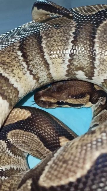 Норман обиделся...