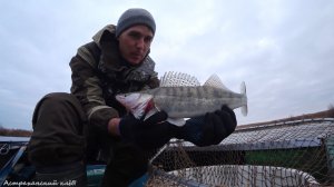 СУДАК В КОРЯГАХ. Ловля судака на джиг поздней осенью! Рыбалка на судака с лодки.