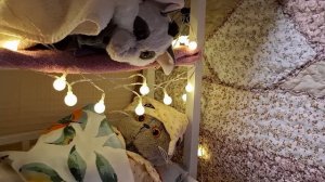 КОТ БАСИК. Страшные сказки на ночь.