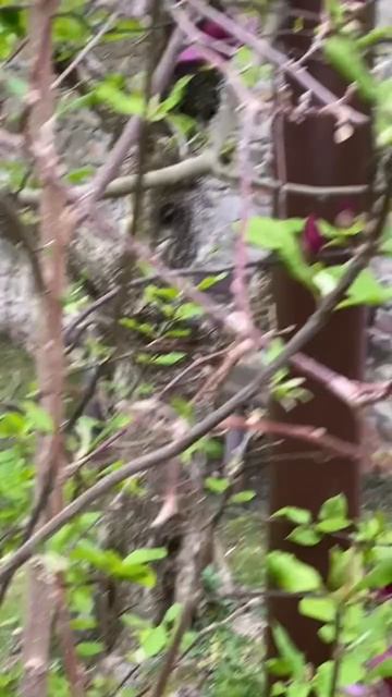 прекрасная магнолия