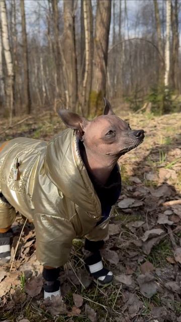 #мия #прогулка #москва #пост #весна