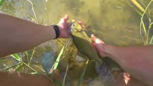 Обалденная рыбалка на поплавок Ловля сазана и линя на поплавок.