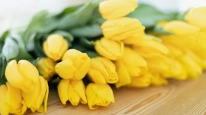 Жёлтые тюльпаны