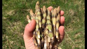 Готовим пестики ХВОЩА полевого - три рецепта