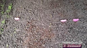 Наша ёлочка-сосёночка...