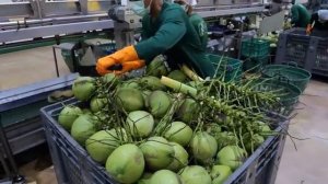 Массовое производство кокосовой воды.