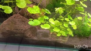 вечер со мной 😊мои рыбки, котики, цветы, пеларгония дала корни На второй день 😊