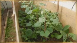 ЭТО ВАЖНО ДЛЯ ОГОРОДНИКОВ. ЧТО ТАКОЕ СИДЕРАТЫ, МУЛЬЧА И ПУШИСТАЯ ЗЕМЛЯ..