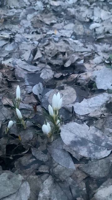 ВЕСНА 13.04.2026 КРОКУСЫ РАСЦВЕТАЮТ