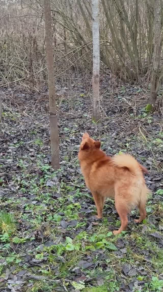 Финские шпицы никогда не ЛАЮТ без причины! Never Finnish Spitz BARK without a reason!
