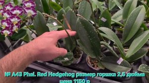 № А43 Phal. Red Hedgehog размер горшка 2,5 дюйма