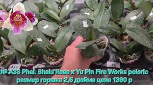 № А33 Phal. Shalu Rose х Yu Pin Fire Works peloric размер горшка 2,5 дюйма