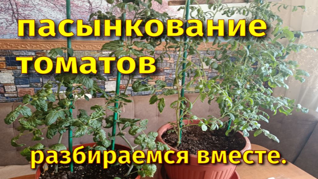 Выращивание томатов. Пасынкование.