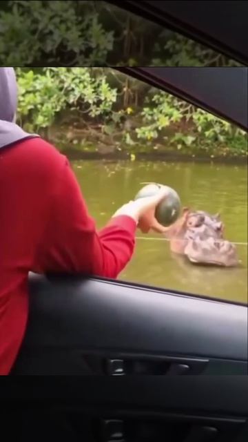 Это же надо так бросить, чтобы тебя осудил бегемот